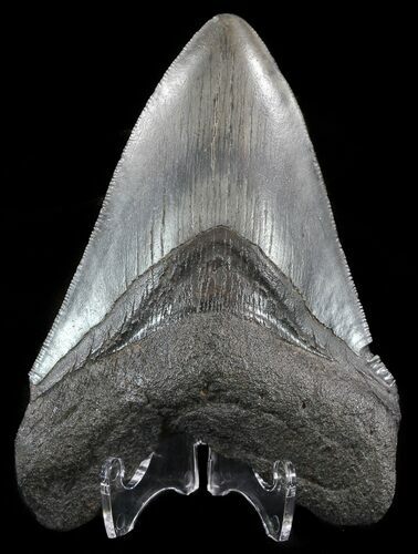 Fossil Megalodon Tooth - Georgia #51023